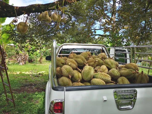 Thai Durian Guide: Where to eat and where to buy