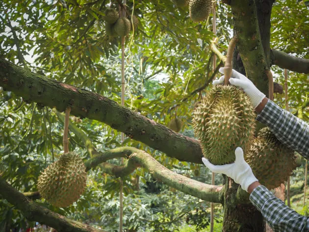 Thai Durian Guide: Where to eat and where to buy