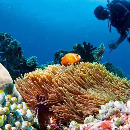Underwater Wedding Ceremony Package at Centara Ras Fushi Resort & Spa Maldives