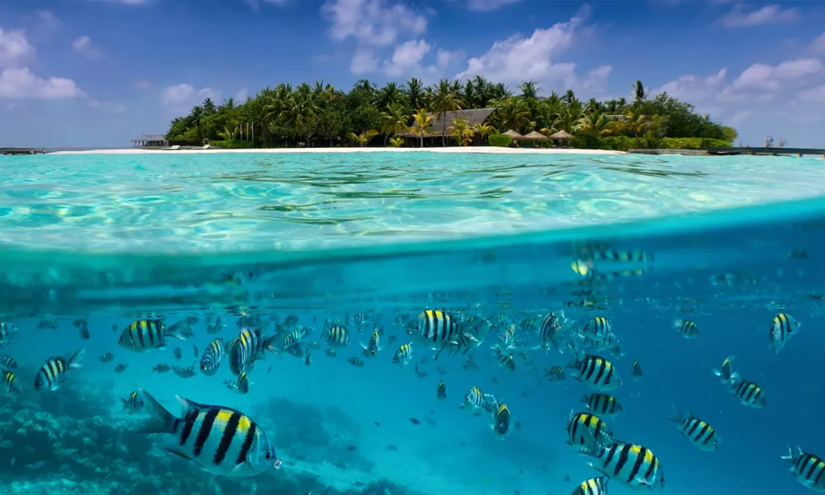 Diving