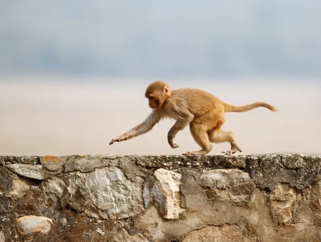 Krabi Monkey Trail