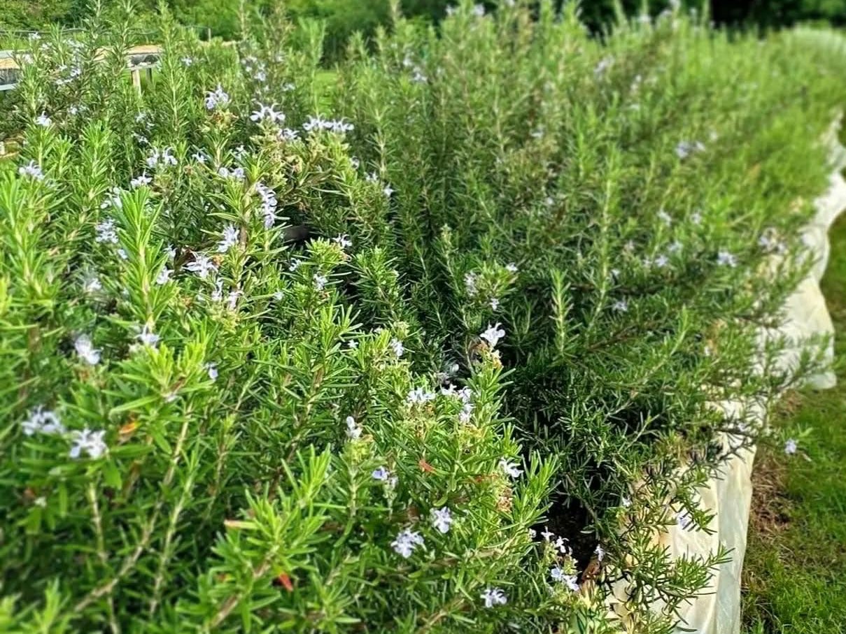 RKK - Organic Farm