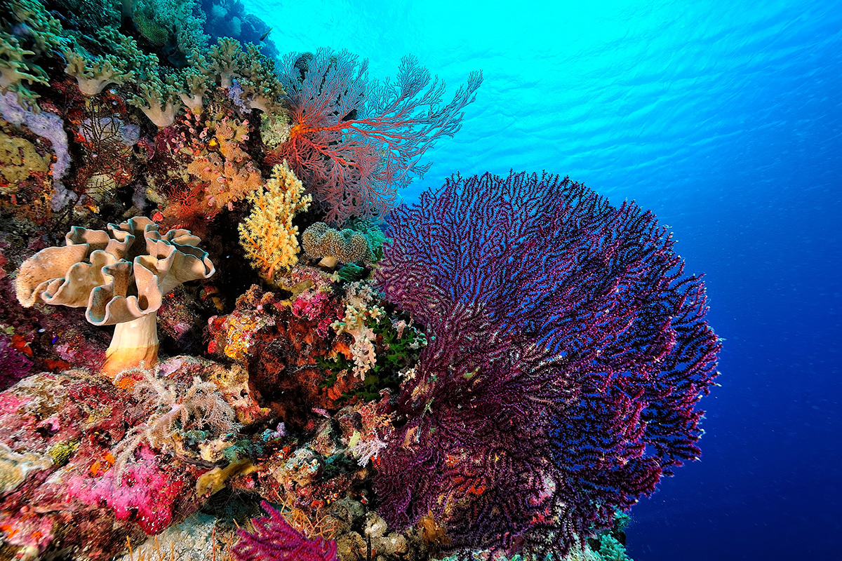 Why is raising awareness about coral conservation important?