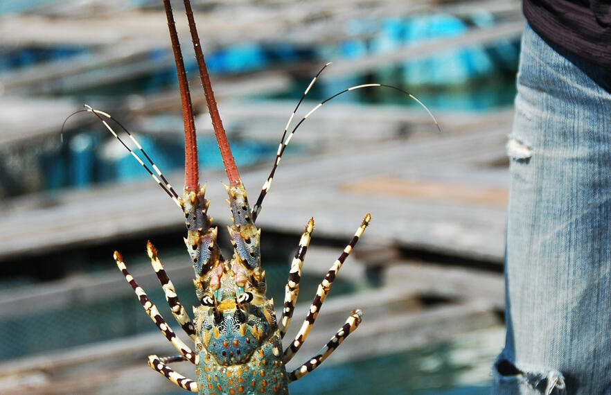A guide to the best restaurants for lobster in Phuket
