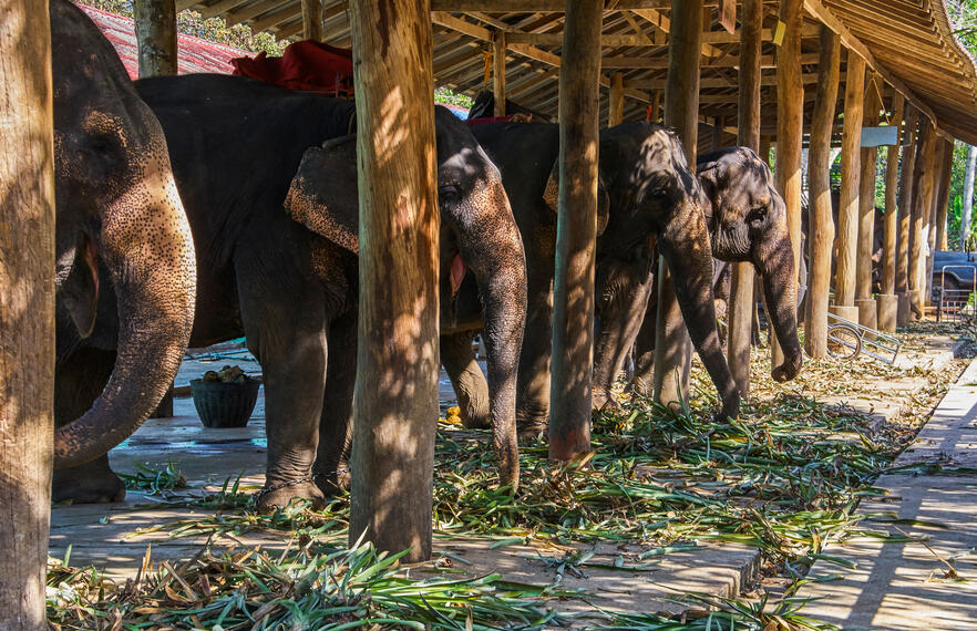 Check out these excellent beach activities on Koh Chang