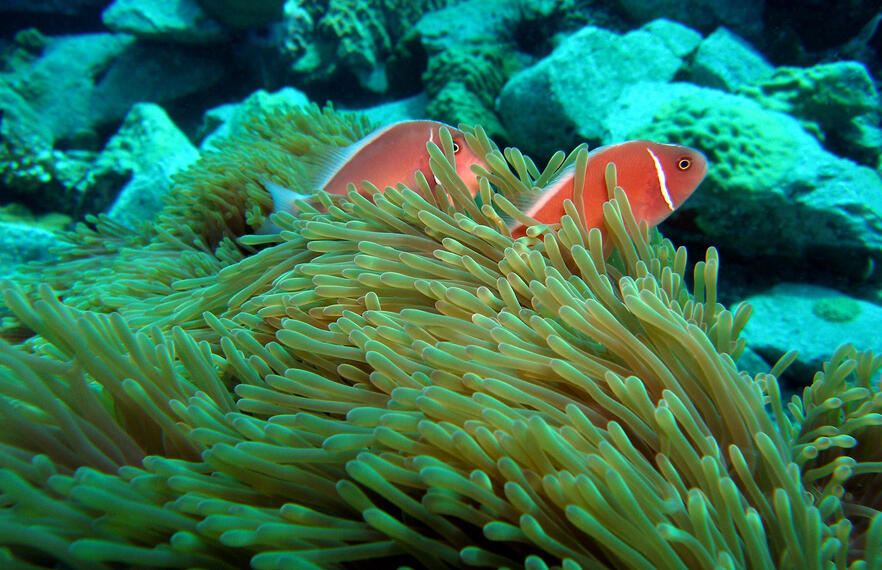 Check out these excellent beach activities on Koh Chang