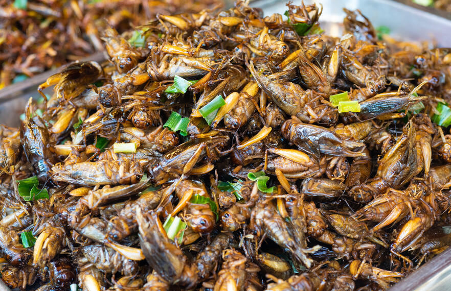 Insects: A Strange (But Rewarding) Culinary Delicacy