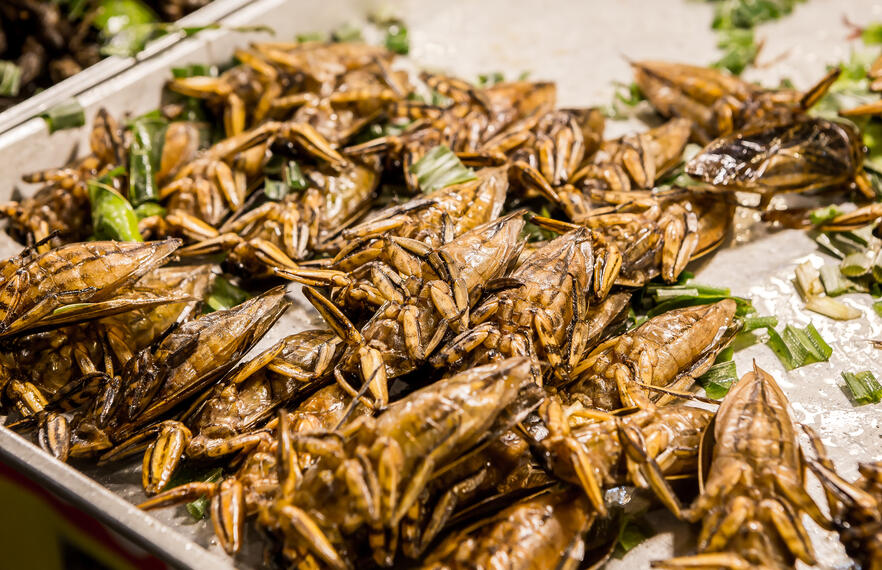 Insects: A Strange (But Rewarding) Culinary Delicacy