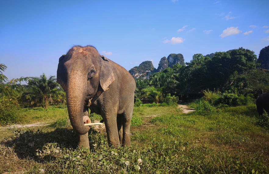 Krabi with the whole family:  Why you should bring your kids to Krabi