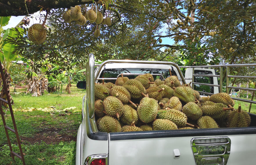 Thai Durian Guide: Where to eat and where to buy