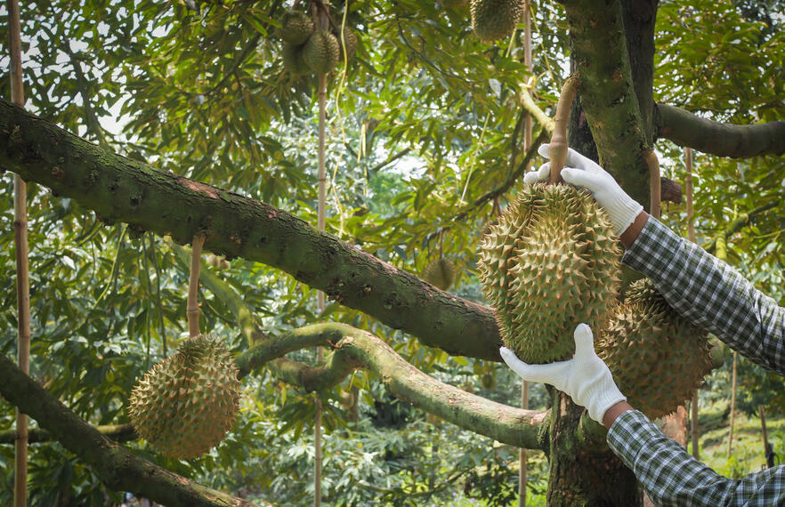 Thai Durian Guide: Where to eat and where to buy