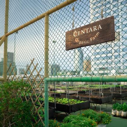 Vegetable Gardens
