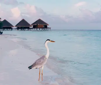 Bird Lover's Paradise: 7 Birds To Look Out For In The Maldives