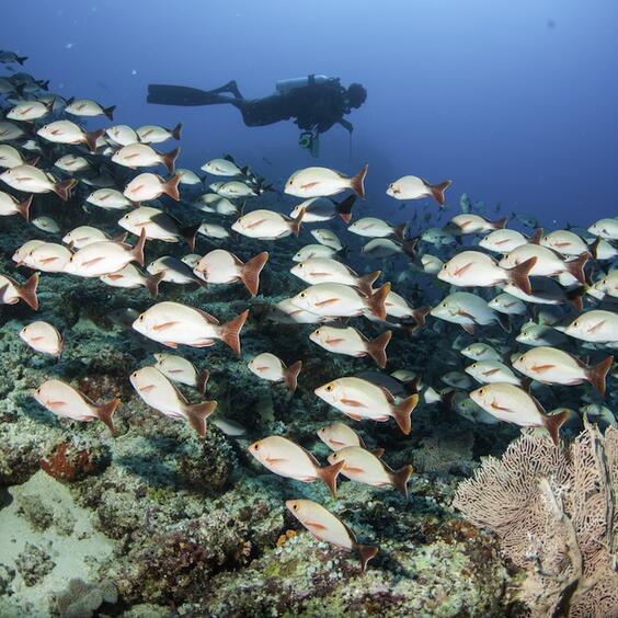 cirm diving